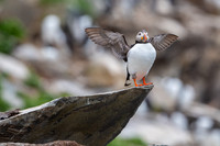 Atlantic Puffin / Maskonur
