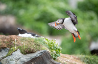 Atlantic Puffin / Maskonur