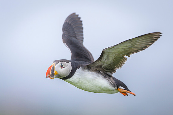 Atlantic Puffin / Maskonur
