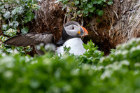 Atlantic Puffin / Maskonur