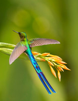 Violet-tailed Sylph