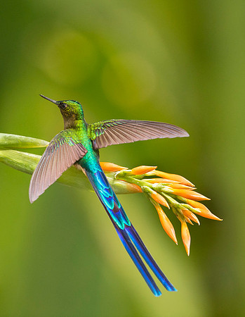 Violet-tailed Sylph