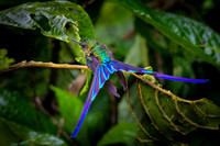 Violet-tailed Sylph