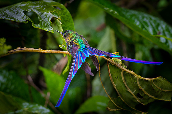 Violet-tailed Sylph
