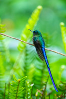 Violet-tailed Sylph