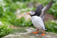 Atlantic Puffin / Maskonur