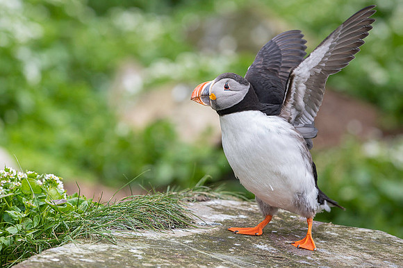 Atlantic Puffin / Maskonur