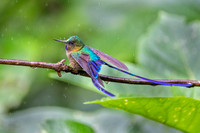 Violet-tailed Sylph