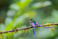 Violet-tailed Sylph