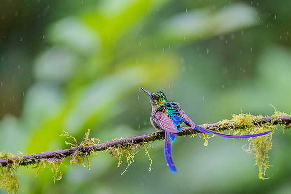 Violet-tailed Sylph