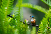 Violet-tailed Sylph