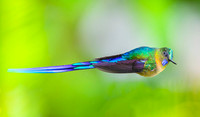 Violet-tailed Sylph