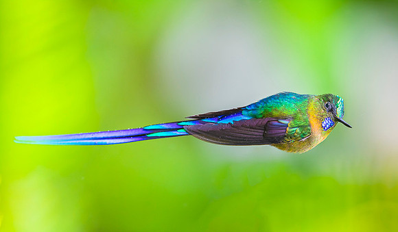Violet-tailed Sylph