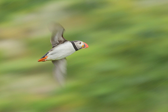 Atlantic Puffin / Maskonur