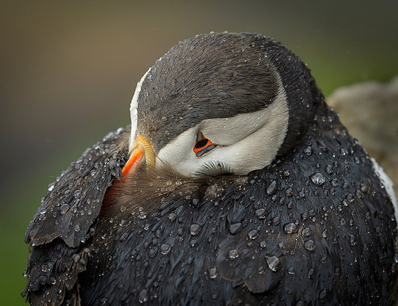 Atlantic Puffin / Maskonur