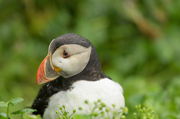 Atlantic Puffin / Maskonur