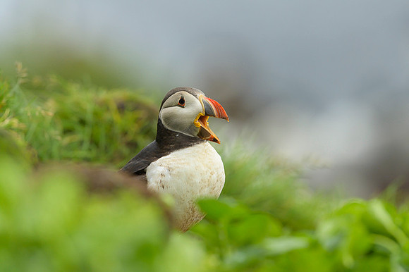 Atlantic Puffin / Maskonur