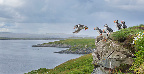 Atlantic Puffin / Maskonur