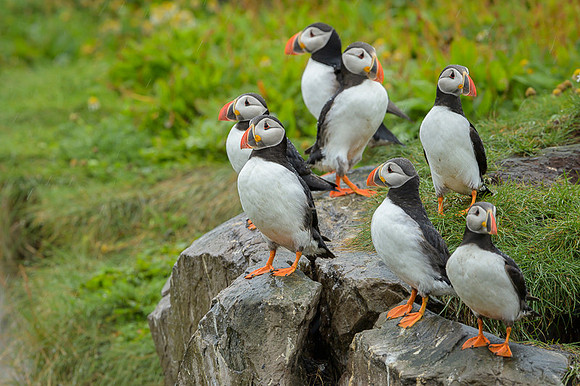 Atlantic Puffin / Maskonur
