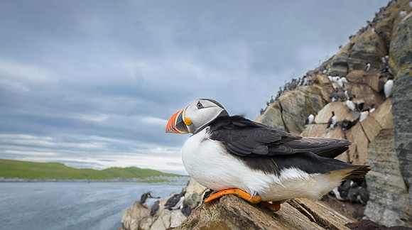 Atlantic Puffin / Maskonur