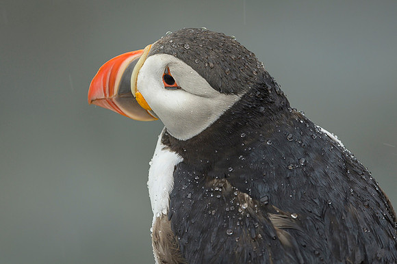 Atlantic Puffin / Maskonur
