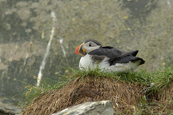 Atlantic Puffin / Maskonur