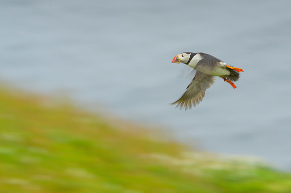 Atlantic Puffin / Maskonur