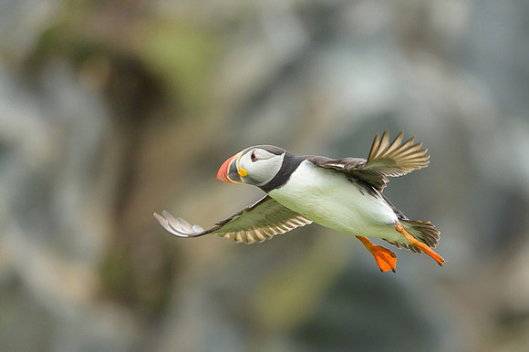 Atlantic Puffin / Maskonur