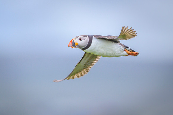 Atlantic Puffin / Maskonur