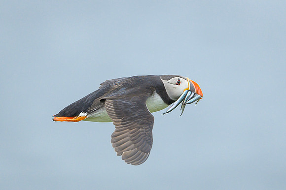 Atlantic Puffin / Maskonur