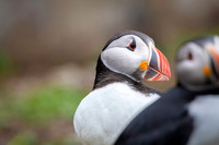 Atlantic Puffin / Maskonur