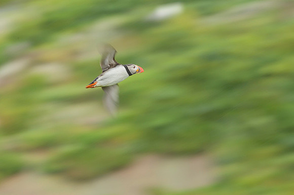 Atlantic Puffin / Maskonur