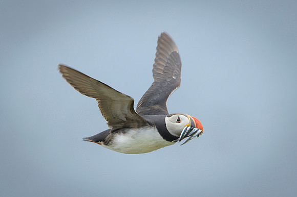 Atlantic Puffin / Maskonur