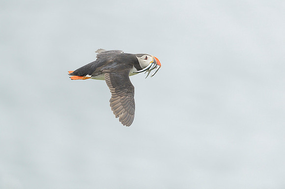Atlantic Puffin / Maskonur