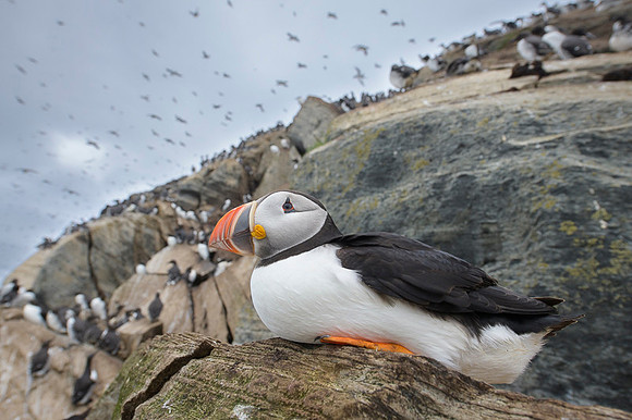 Atlantic Puffin / Maskonur