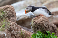 Atlantic Puffin / Maskonur