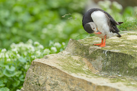 Atlantic Puffin / Maskonur