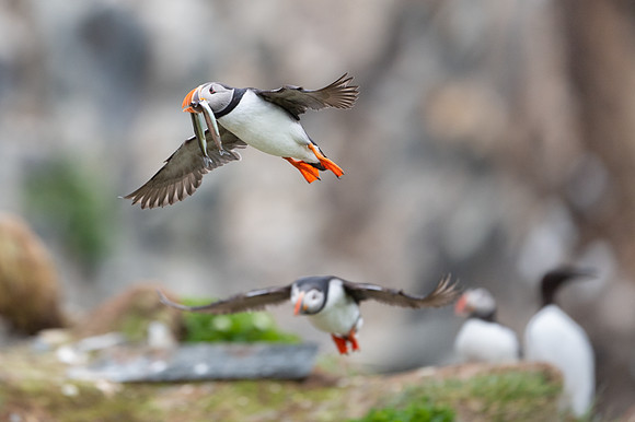 Atlantic Puffin / Maskonur