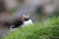 Atlantic Puffin / Maskonur