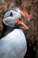 Atlantic Puffin / Maskonur