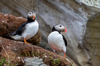 Atlantic Puffin / Maskonur