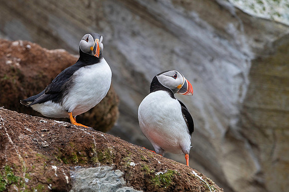 Atlantic Puffin / Maskonur