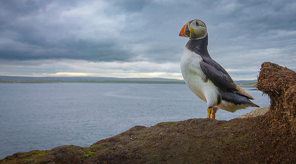 Atlantic Puffin / Maskonur