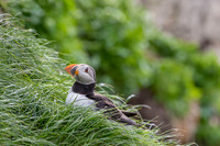 Atlantic Puffin / Maskonur