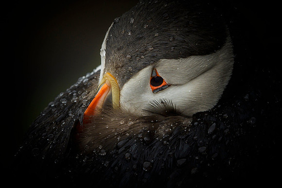 Atlantic Puffin / Maskonur
