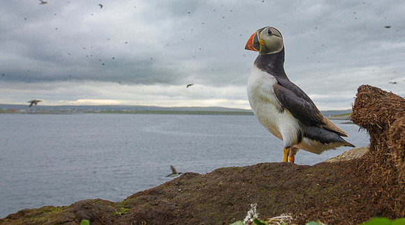 Atlantic Puffin / Maskonur