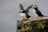 Atlantic Puffin / Maskonur