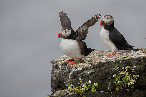 Atlantic Puffin / Maskonur