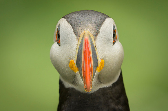 Atlantic Puffin / Maskonur