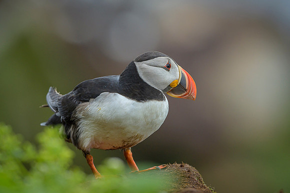 Atlantic Puffin / Maskonur
